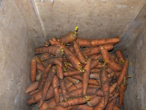 Вид на хранящуюся морковь в фанерном ящике