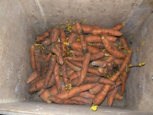 Вид на морковь, хранящуюся в ящике зимой