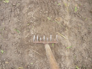 Утрамбовка поверхности почвы грядки граблями