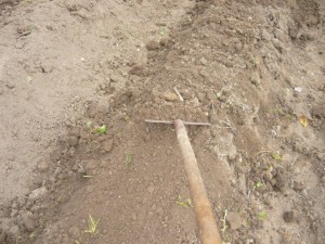 Выборка земли между грядками на ширину лопаты